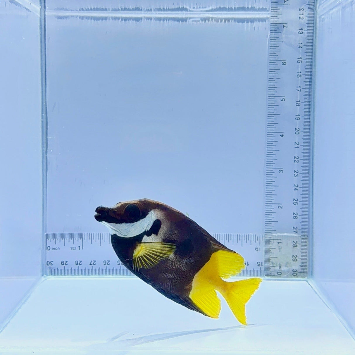 Bicolor Fiji Foxface – Siganus uspi