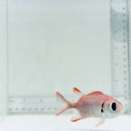 Bigeye Black Bar Soldierfish