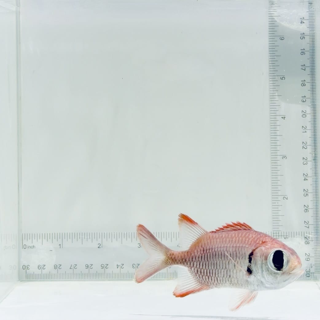 Bigeye Black Bar Soldierfish