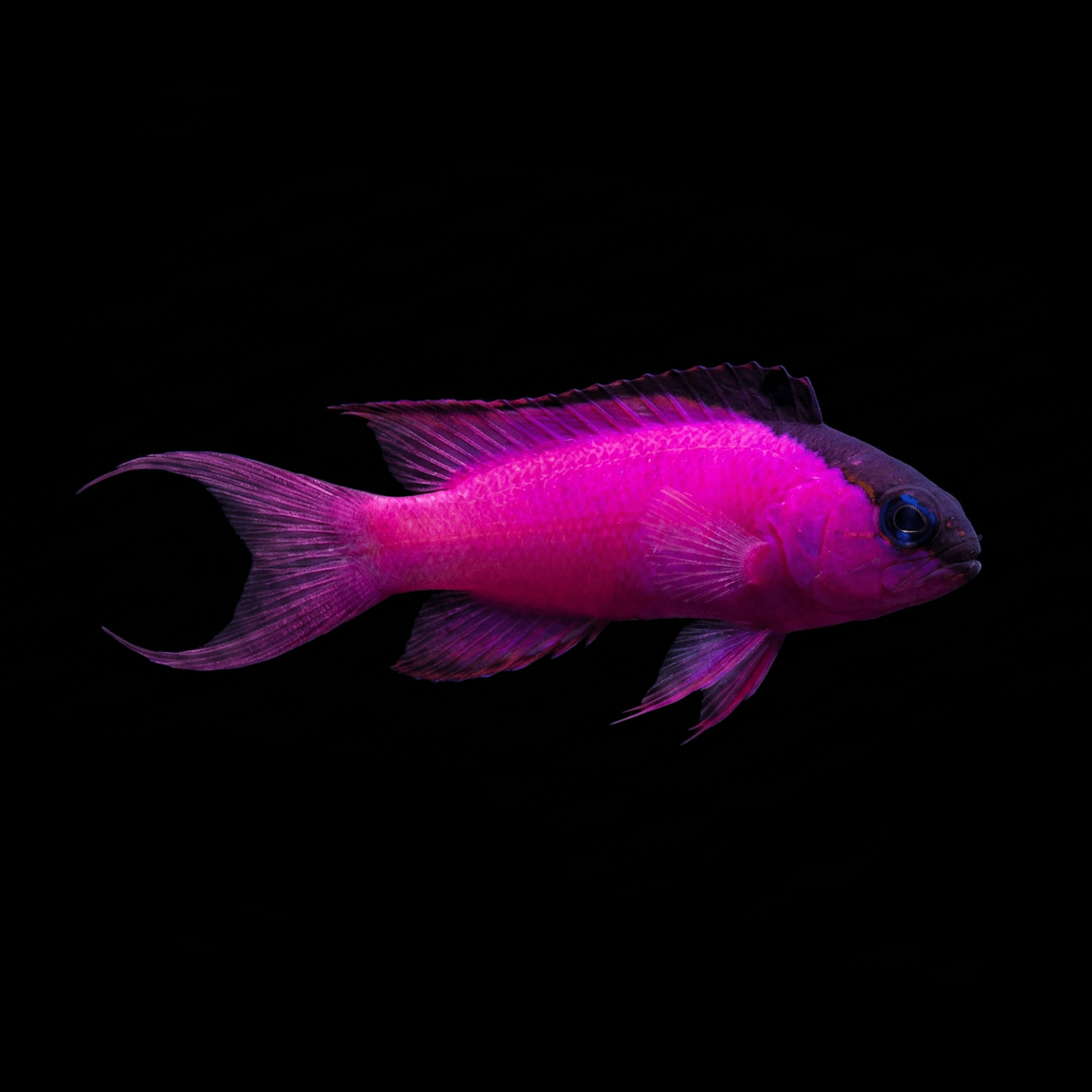 Black Cap Basslet - Gramma melacara