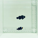 Black Extreme Misbar Clownfish Pair