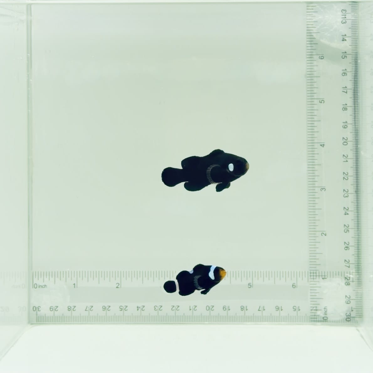 Black Extreme Misbar Clownfish Pair