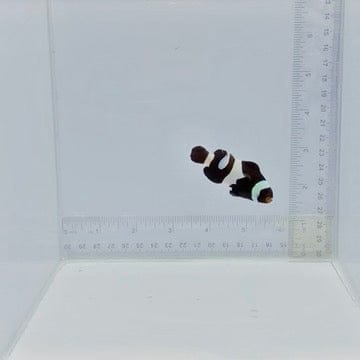 Black Gladiator Clownfish — Amphiprion ocellaris