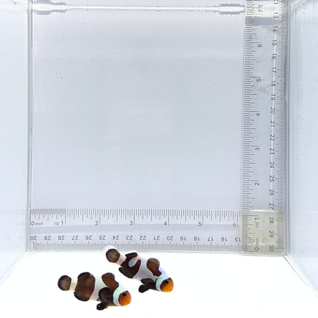 Black Gladiator Clownfish Pair – Amphiprion ocellaris