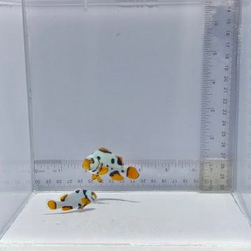 Black Helmet Picasso Pair Clownfish — Amphiprion percula