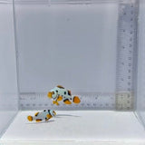 Black Helmet Picasso Pair Clownfish — Amphiprion percula