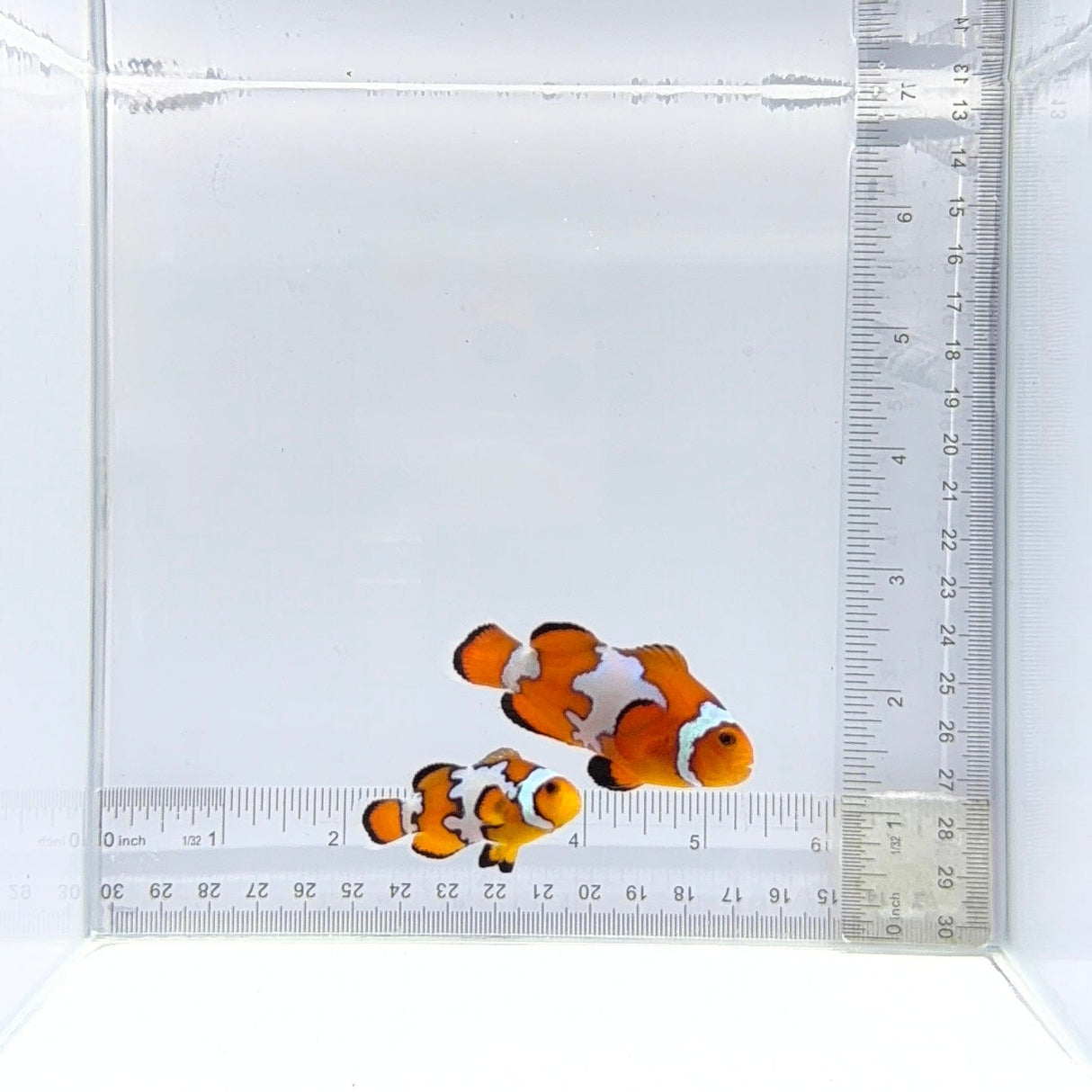 Black Ice Clownfish Pair – Amphiprion ocellaris