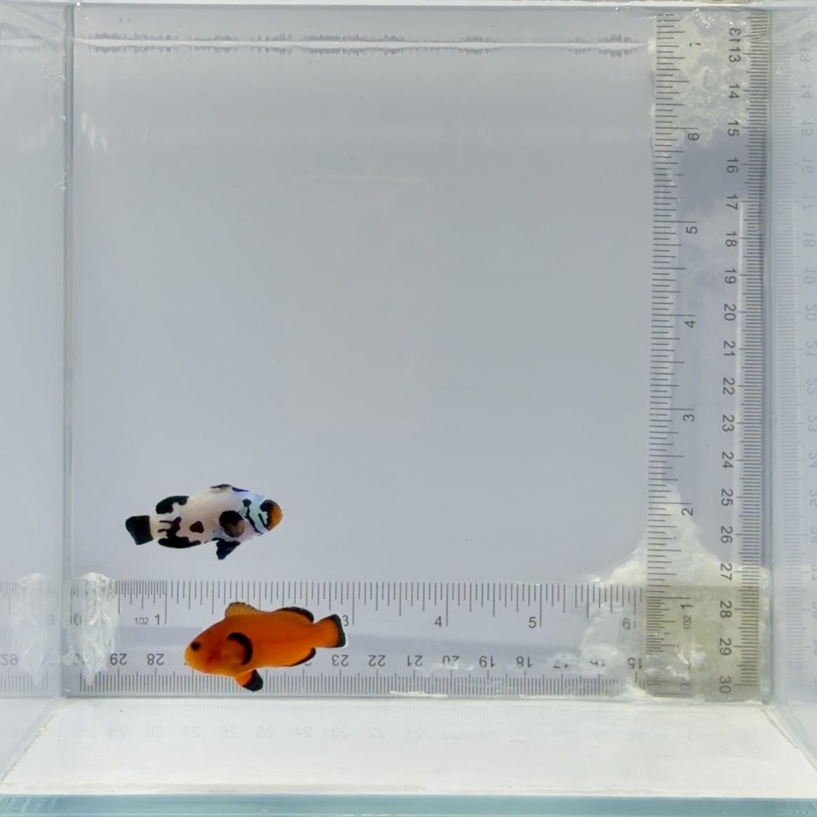 Black Ice Clownfish X Domino Clownfish Pair