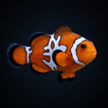 Black Ice Snowflake Clownfish