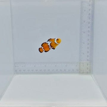 Black Ice Snowflake Clownfish — Amphiprion ocellaris