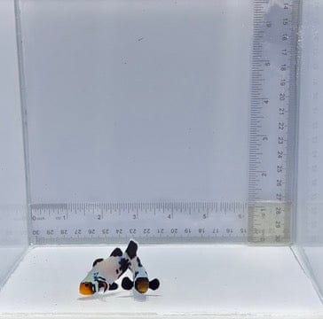 Black Ice Snowflake Pair Clownfish — Amphiprion ocellaris