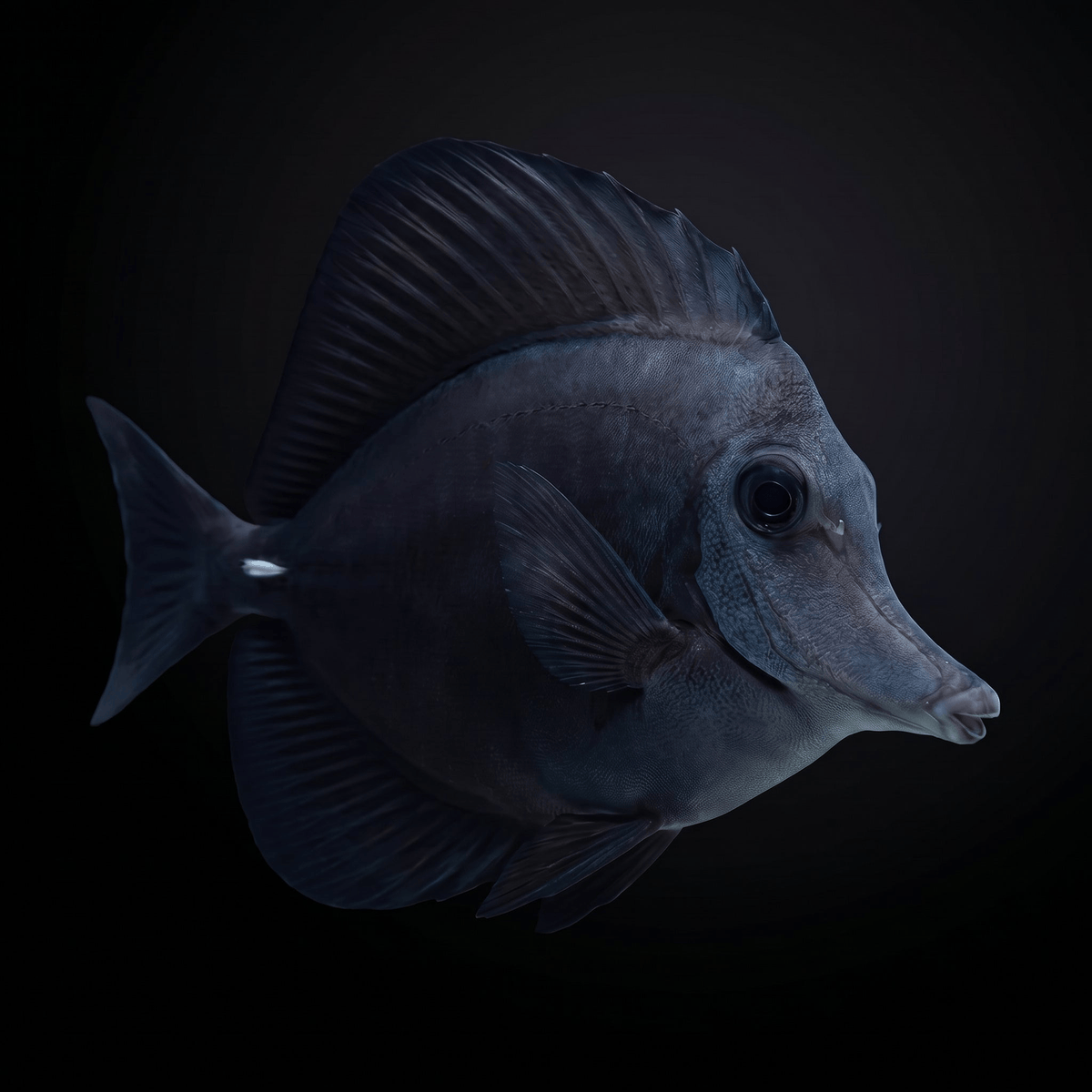 Black Longnose Tang