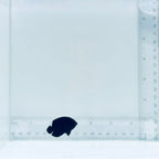 Black Nox Dwarf Angelfish