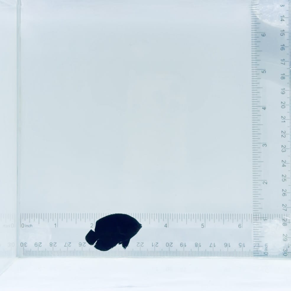 Black Nox Dwarf Angelfish
