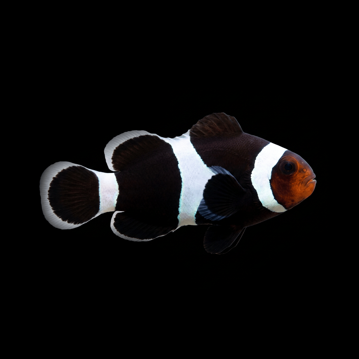 Black Ocellaris Clownfish — Amphiprion ocellaris