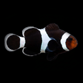 Black Ocellaris Clownfish — Amphiprion ocellaris