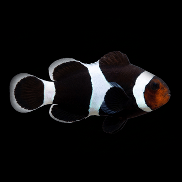 Black Ocellaris Clownfish — Amphiprion ocellaris
