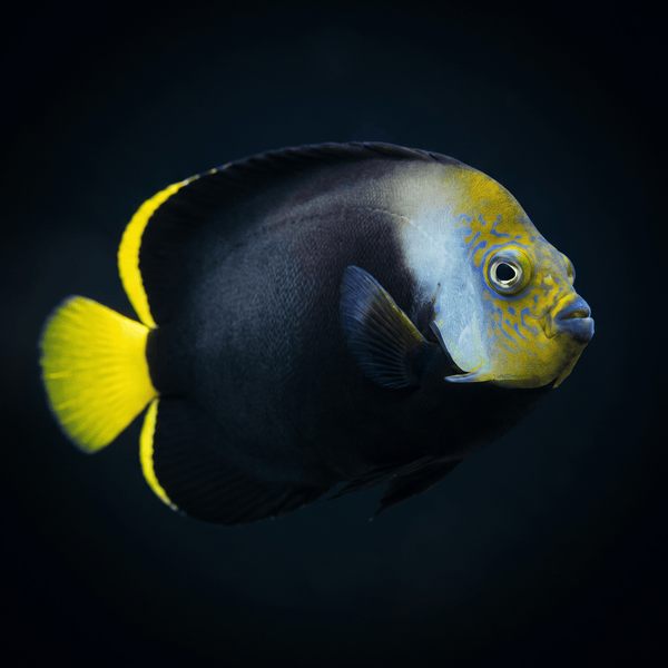 Black Phantom Angelfish