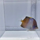 Black Pyramid(Zoster) Butterfly — Hemitaurichthys zoster