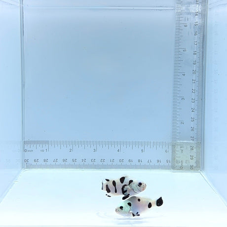 Black Semi-Storm Pair Clownfish — Amphiprion ocellaris