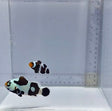Black Semi Storm x Black Gladiator Pair Clownfish — Amphiprion ocellaris