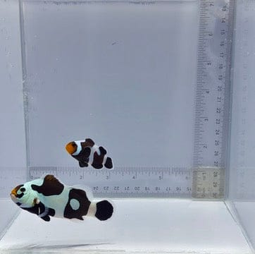 Black Semi Storm x Black Gladiator Pair Clownfish — Amphiprion ocellaris
