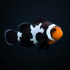 Black Snowflake Clownfish