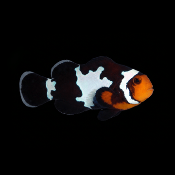 Black Snowflake Clownfish - Amphiprion ocellaris