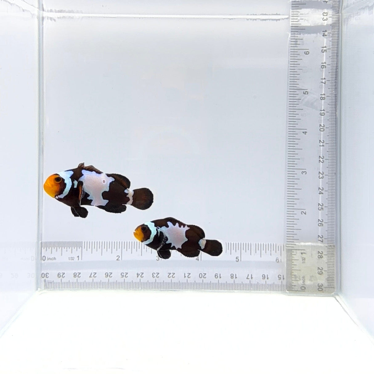Black Snowflake Clownfish Pair – Amphiprion ocellaris