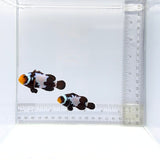 Black Snowflake Clownfish Pair – Amphiprion ocellaris