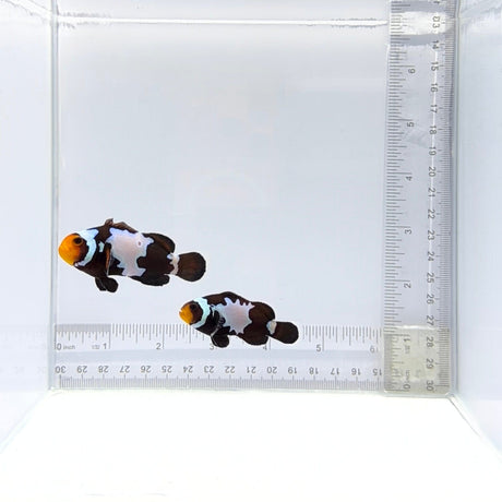 Black Snowflake Clownfish Pair – Amphiprion ocellaris