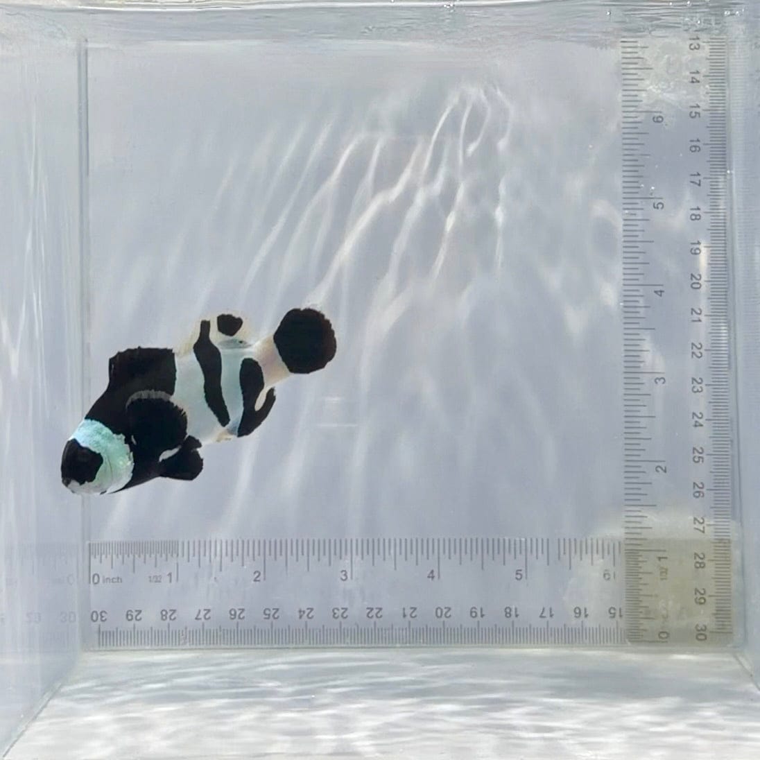 Black Storm Clownfish