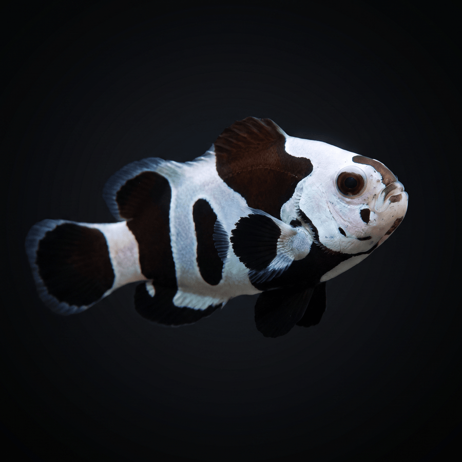 Black Storm Clownfish