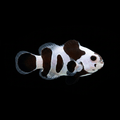 Black Storm Clownfish - Amphiprion ocellaris