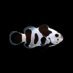 Black Storm Clownfish - Amphiprion ocellaris