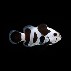 Black Storm Clownfish - Amphiprion ocellaris