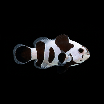 Black Storm Clownfish - Amphiprion ocellaris