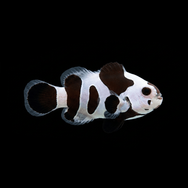 Black Storm Clownfish - Amphiprion ocellaris