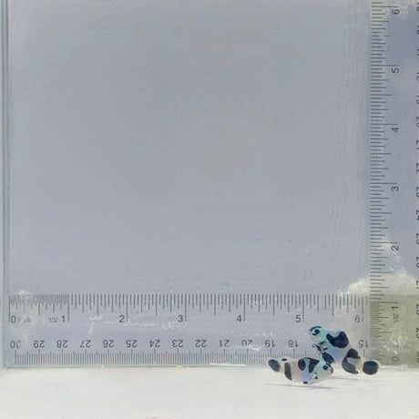 Black Storm Clownfish Pair