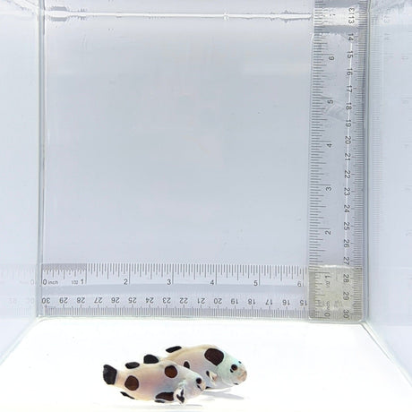 Black Super Storm Clownfish Pair – Amphiprion ocellaris