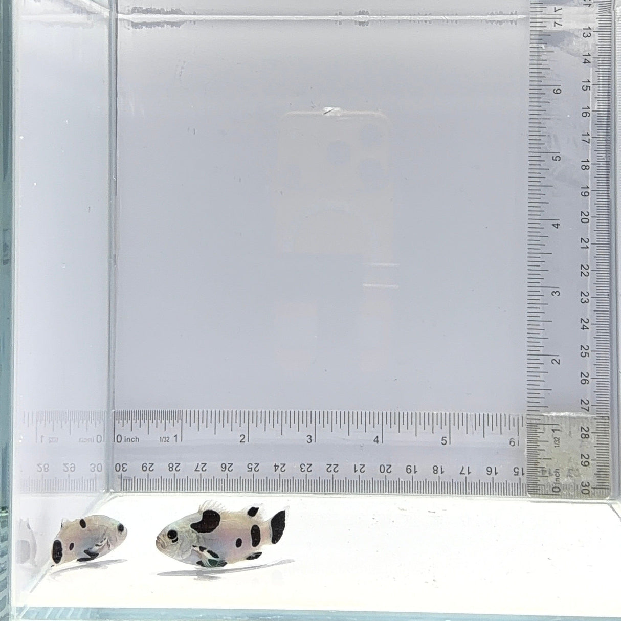 Black Super Storm Clownfish Pair – Amphiprion ocellaris