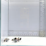 Black Super Storm Clownfish Pair – Amphiprion ocellaris