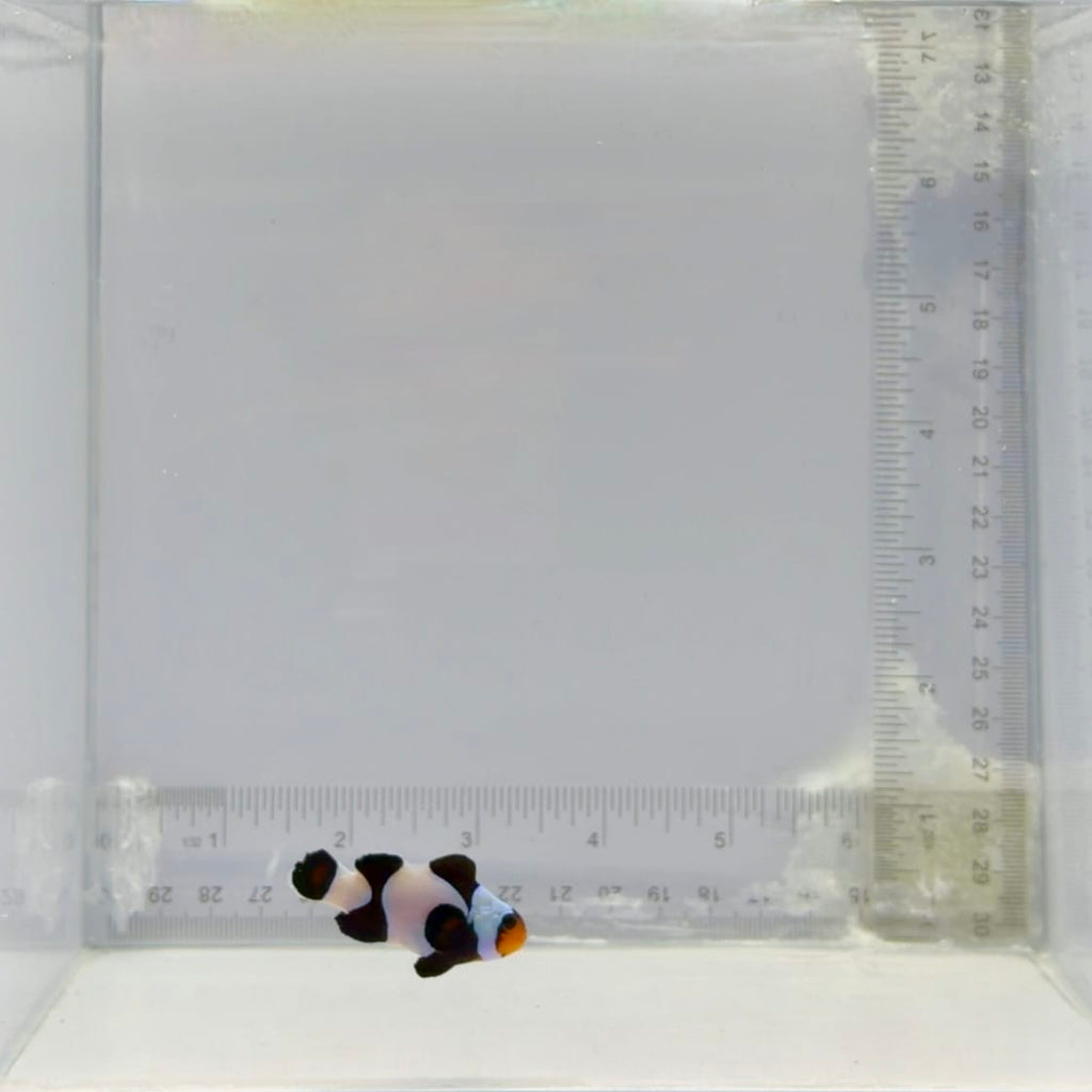 Black T-Shirt Gladiator Clownfish