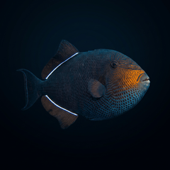 Black Triggerfish - Indian Ocean