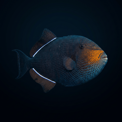 Black Triggerfish - Indian Ocean