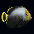 Black Velvet Angelfish - Juvenile