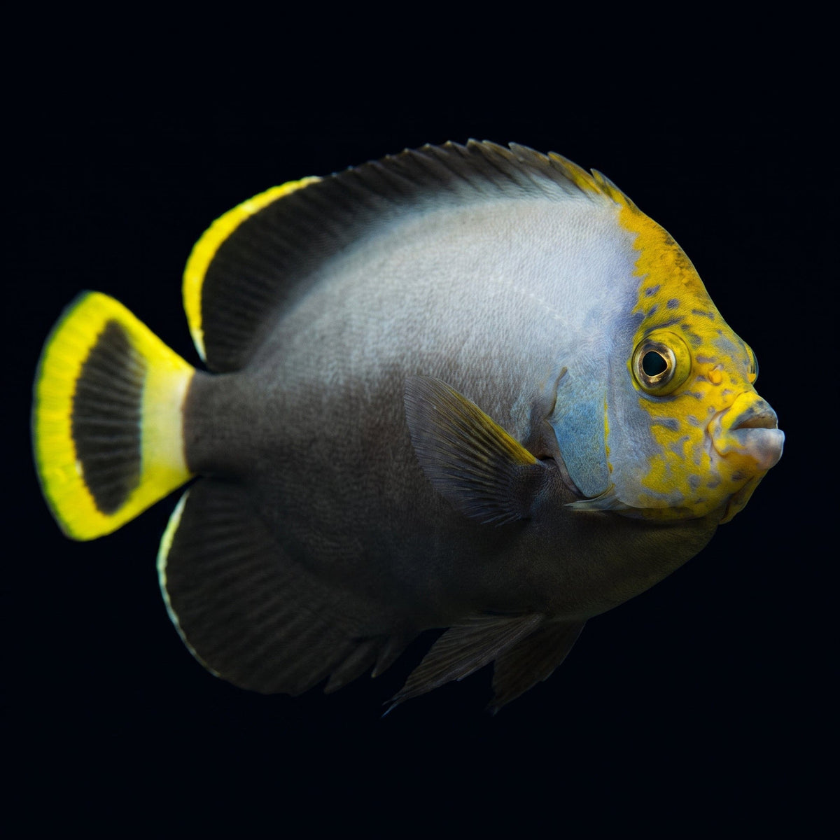 Black Velvet Angelfish - Juvenile