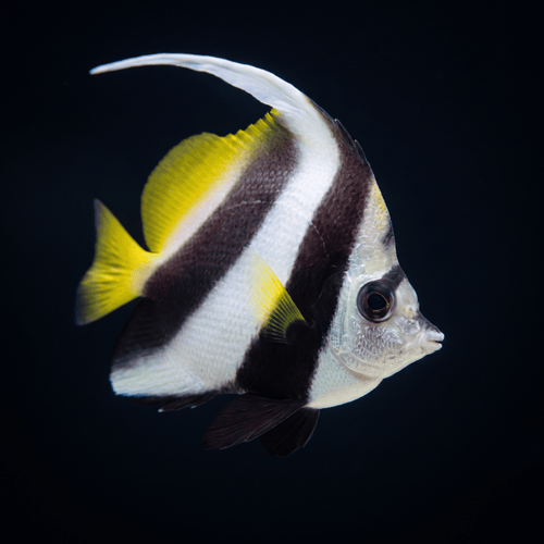Black & White Heniochus Butterflyfish
