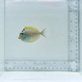 Blonde Naso Tang