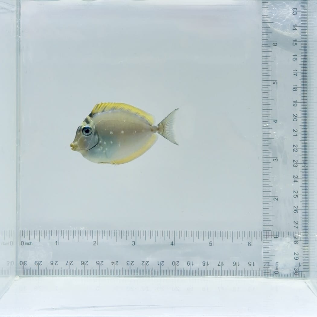 Blonde Naso Tang